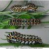 pap mach larva4 volg